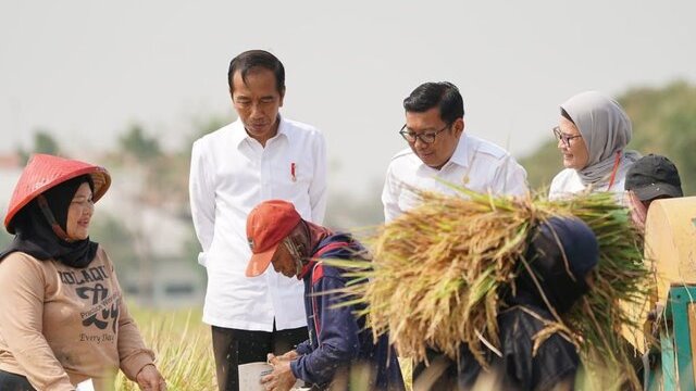 Setelah Subang Plt Mentan Dampingi Presiden Jokowi Panen Raya Di