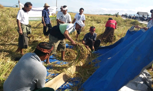 Petani Lahan Tadah Hujan Tabanan Panen Perdana Padi Inpago 8