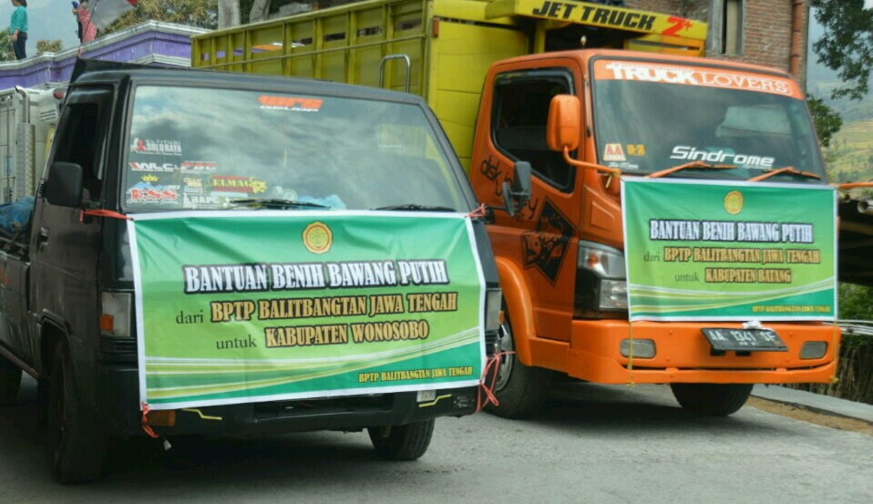 Balitbangtan Membagikan 33 Ton Benih Bawang Putih Ke 9 Kabupaten Di Jawa Tengah