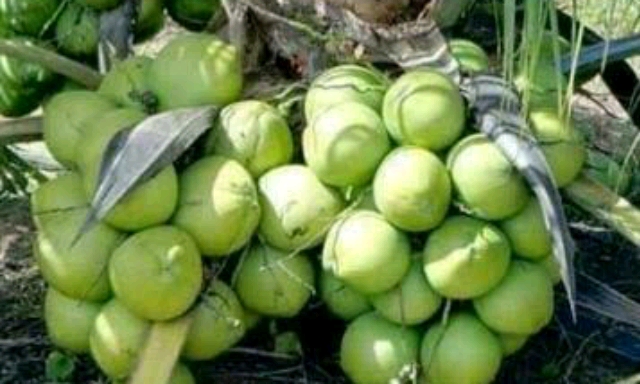 Ekspor Dessicated Coconut dan Launching Varietas Unggul Baru Kelapa