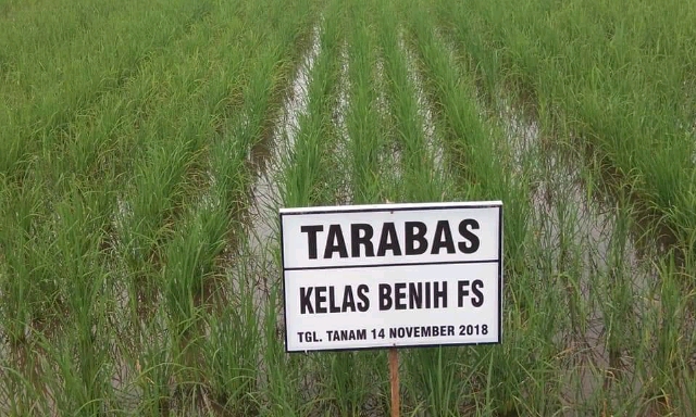 Tarabas, Beras Khas Jepang Yang Mulai Dikembangkan di KALTENG