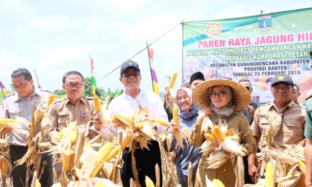 Serap Jagung di Lebak, Kementan Dorong Korporasi Petani Kerjasama Dengan Produsen Pakan Ternak