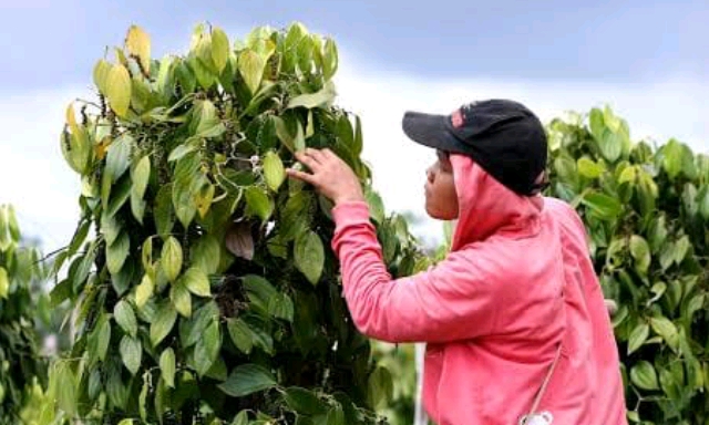 Petani Lada Belitung Sumringah Sambut Program Kementan Kembalikan Kejayaan Rempah