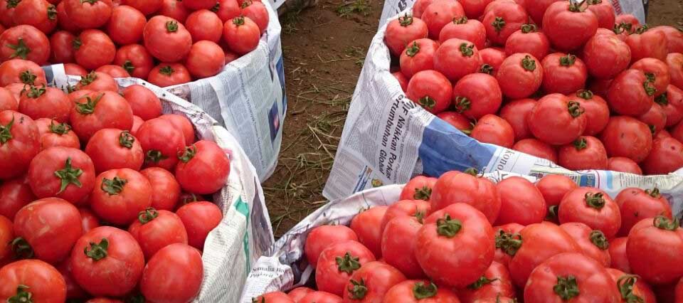Harga Tomat Di Kabupaten Karo Membaik