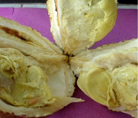 Si Gundul dari Lereng Rinjani, Satu-satunya di Dunia Durian Tanpa Duri