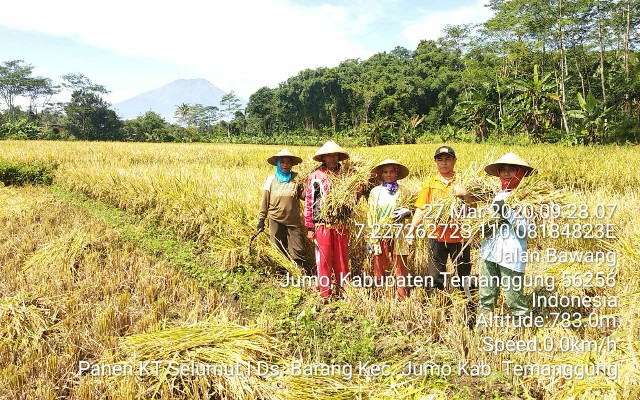 Polbangtan Yoma Kawal Panen Padi di Kabupaten Temanggung, Bukti Pertanian Tidak Berhenti