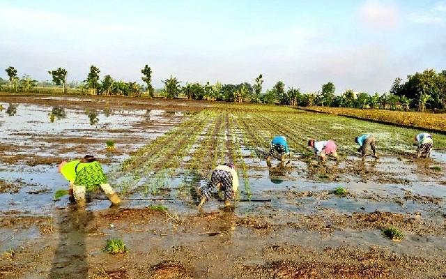 Petani Grobogan Rotasi Tanaman Pangan Usai Panen Raya