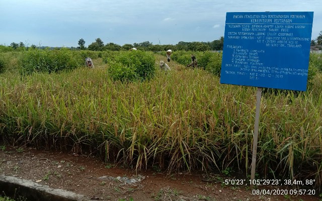 Miniatur Pengolahan Lahan Kering Masam di KP Taman Bogo