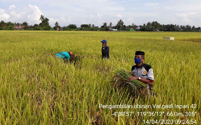 Varietas Padi Inpari 42, Primadona Kabupaten Barru