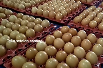 Penanganan Tepat, Telur Tahan Sampai 40 Hari