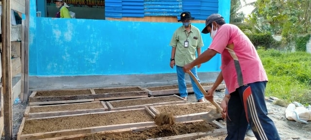 BPTP Sulteng Gelorakan Budidaya Hijauan Pakan Ternak HPT Indigofera di Parigi Moutong Mendukung Perbibitan Sapi Lokal