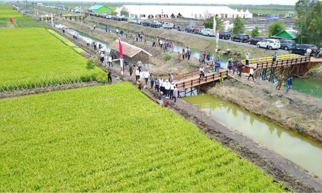 Optimalisasi Budidaya Padi Lahan Rawa