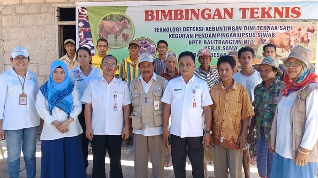 Populasi Sapi Tinggi, Balitbangtan Kenalkan Kit Deteksi Kebuntingan Sapi di NTT