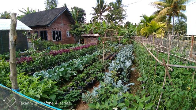 Pekarangan Pangan Lestari Untuk Ketahanan Pangan Keluarga