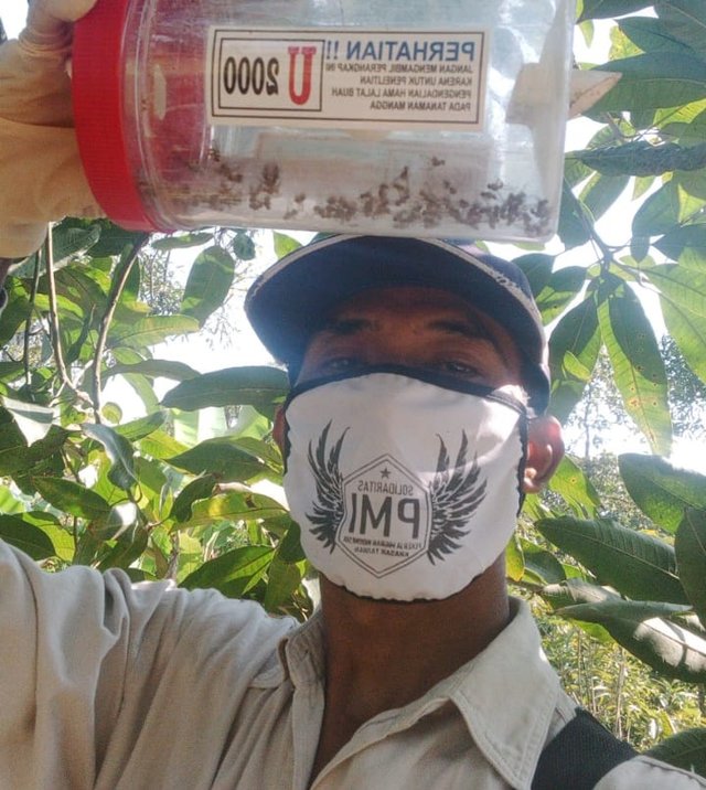 Trik Petani Mangga Kendalikan Lalat Buah di Tengah Pandemi Corona