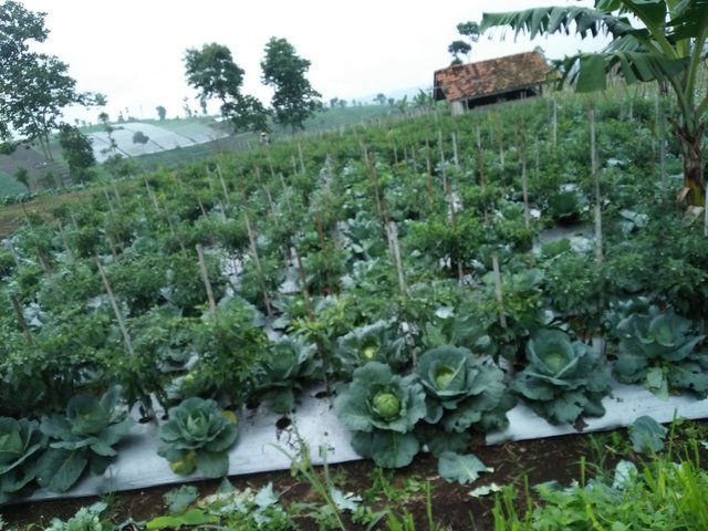 Lewat Tumpang Sari, Petani Cabai Tetap Raup Untung di Tengah Fluktuasi Harga