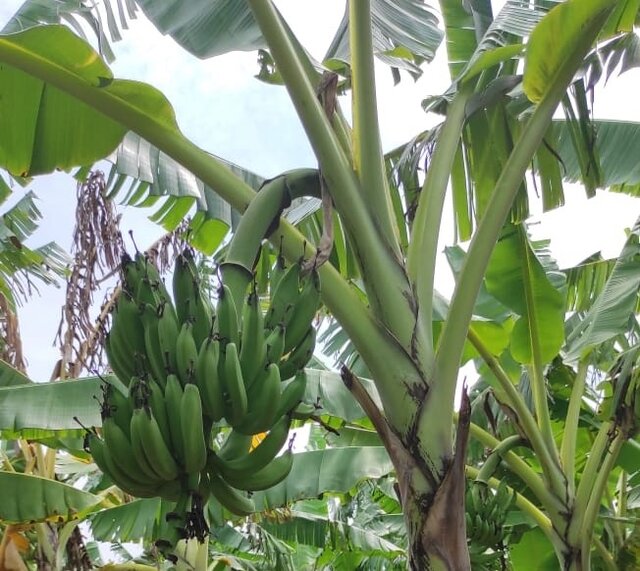 Kawasan Pisang Desa Buahdua Jamin Pasokan Bahan Baku Sale Pisang di Sumedang