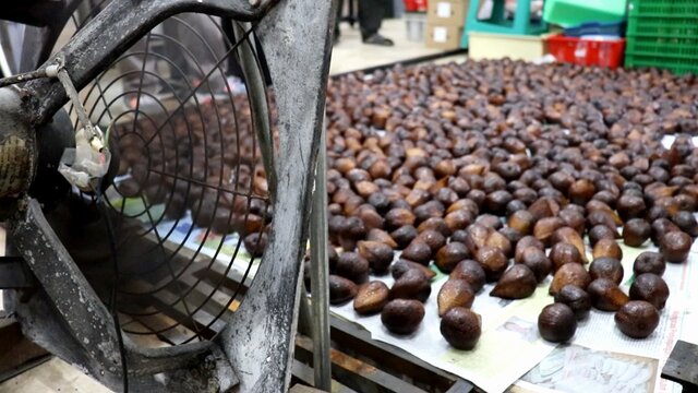 Penanganan Segar Buah Salak untuk Percepatan Ekspor