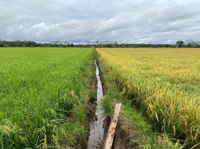Petani : Tidak Betul Food Estate Kalteng Gagal Panen