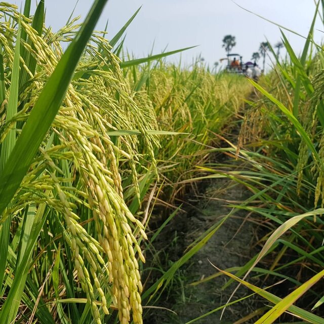 Kulon Progo Berhasil Panen Padi Nutri Zinc Dengan Provitas 9,4 Ton/Hektar GKP