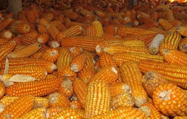 Peternak Layer Mandiri Siap Bangun Sistem Logistik Jagung