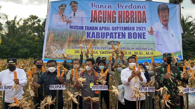 Mentan SYL Panen Jagung di Bone: Tingkatkan Produktivitas dan Kesejahteraan Petani