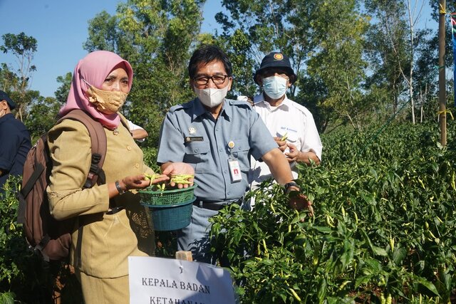 Jaga Ketahanan Pangan, Pertanian Keluarga Gunungkidul Didorong Produksi Jagung