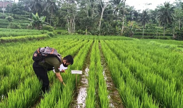 Kementan Tekankan Pentingnya Pengendalian Hama Terpadu Untuk Pertanian Berkelanjutan