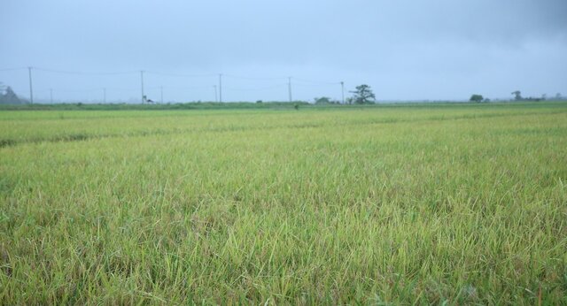 Kalbar Siap Sinergi Dukung Tanam Empat Kali Menuju Swasembada Pangan