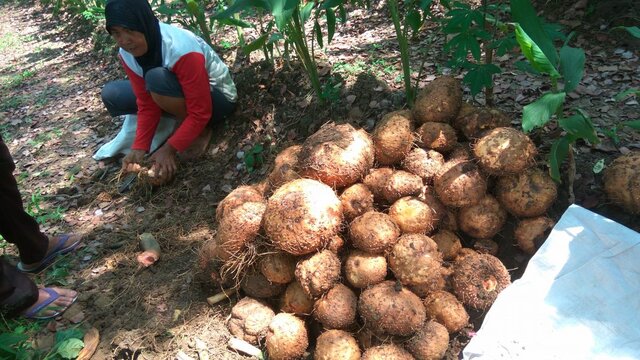 Mengenal Suweg dan Iles-Iles yang Banyak Khasiat & Sangat Potensi untuk Dikembangkan