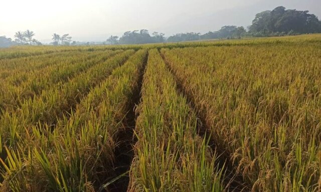 Strategi Kementan Tingkatkan Produksi Lewat Budi Daya Padi Ramah ...