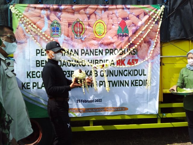 Petani Gunung Kidul Semangat Angkut Puluhan Ton Hasil Panen Benih Jagung Hibrida