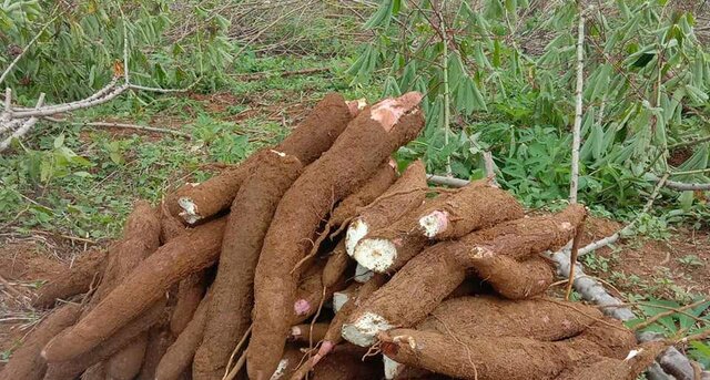 Tumbuhkan Perekonomian, Kementan – Kemenparekraf Bersinergi Kembangkan Agrowisata Berbasis Singkong