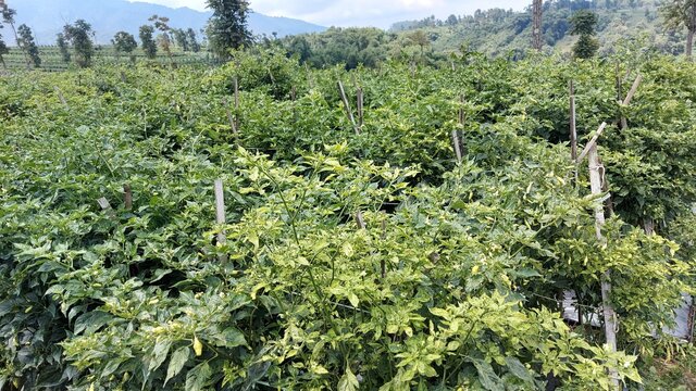 Stok Aneka Cabai Aman, Jawa Barat Siap Penuhi Kebutuhan HBKN