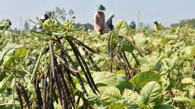 Semangat Baru, Petani Gunung Kidul Mulai Panen Benih Kacang Hijau