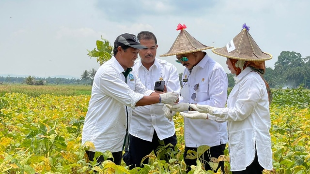 Mentan: Provinsi Banten Mampu Hasilkan Produk Kedelai Lokal Berkualitas ...