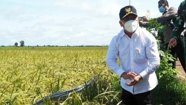 Gubernur Kalteng: Keberlanjutan Food Estate Memperkuat Pangan Indonesia