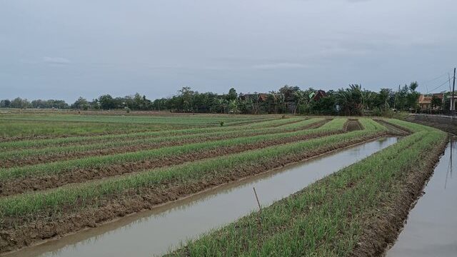 Sambut Bulan Suci Ramadhan, Stok Bawang Merah Kabupaten Grobogan Dipastikan Aman