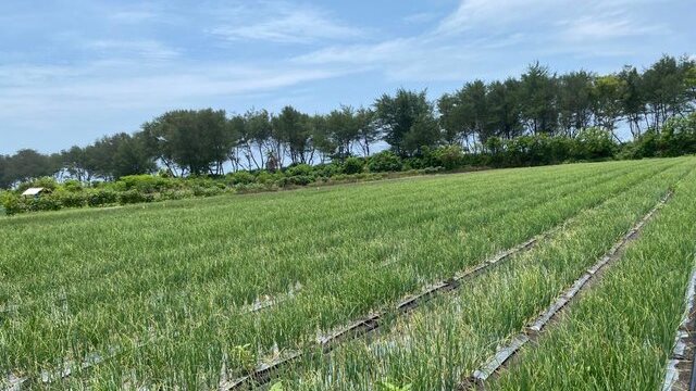 Bawang Merah Pasir Pantai, Ikut Amankan Pasokan Bawang Merah Jelang Idul Fitri