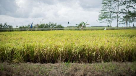 Food Estate Kapuas dan Pulang Pisau Berproses dengan Baik