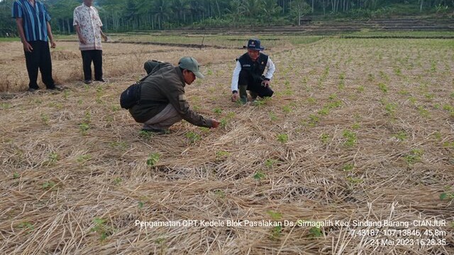 BBPOPT Terjunkan Tim Pengamatan dan Pengamanan Produksi Ke Lapangan