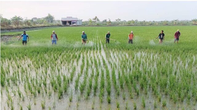 Kawal Petani Supaya Bisa Panen, Kementan Adakan Gerakan Pengendalian Dan Bimbingan Teknis Di Lamongan