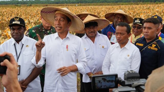 Jokowi Harap Food Estate Keerom Bisa Penuhi Kebutuhan Jagung Nasional