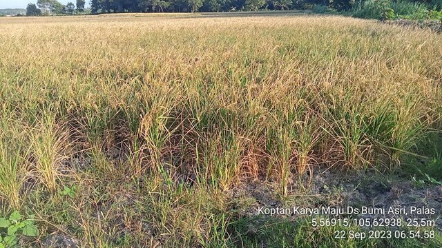 Petani Lampung Selatan Siap Hadapi El Nino