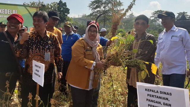 Gerakan Panen Kedelai di Sleman DIY, Mendukung Produksi Kedelai Nasional