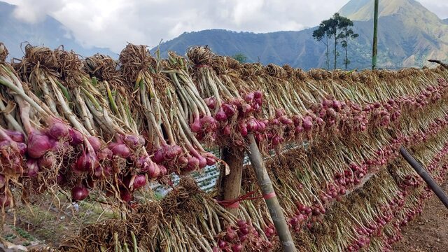 Harga Bawang Merah Jatuh Justru Saat Kemarau Panjang, Kenali Sebabnya