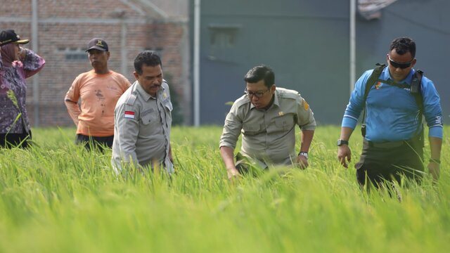 Genjot Produksi Padi, Plt Mentan Fokus Kendalikan Serangan Hama Penggerek Batang, Tikus dan Burung