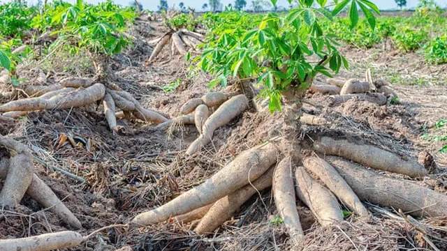 Kementan Dukung Pengembangan Singkong di Indonesia