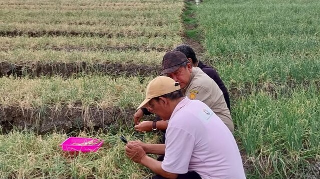 Kementerian Pertanian Siap Menghadapi dan Mengantisipasi Dampak El Nino Gorila