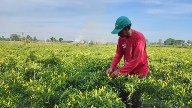 Stabilkan Harga, Kementan Bersama Petani Champion Guyur Pasokan Cabai ke Pasaran